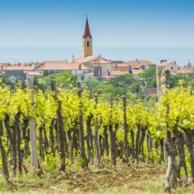 Wine and Olive oil road